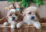 Maltipoo štenci
