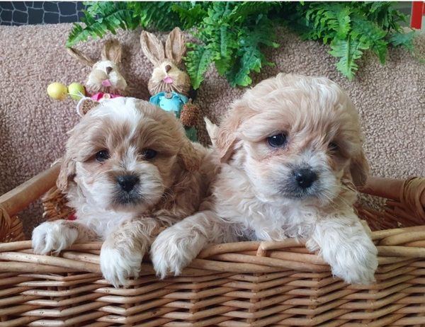 Maltipoo štenci