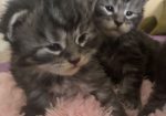 Maine Coon mačići