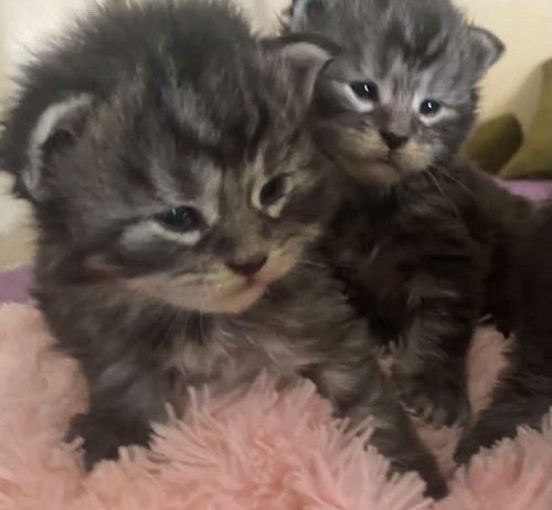 Maine Coon mačići