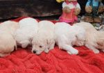 Maltipoo štenci