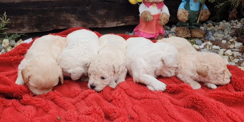 Maltipoo štenci