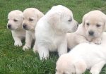 Prelepi, čistokrvni štenci labradora
