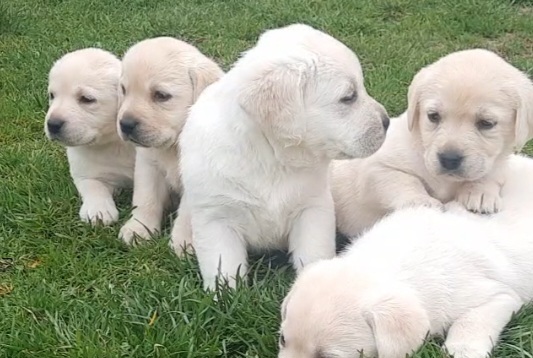 Prelepi, čistokrvni štenci labradora