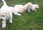 Prelepi, čistokrvni štenci labradora