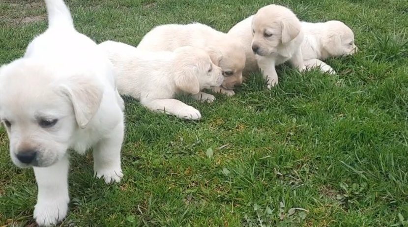 Prelepi, čistokrvni štenci labradora