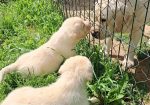 Prelepi, čistokrvni štenci labradora