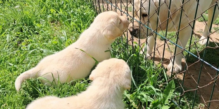 Prelepi, čistokrvni štenci labradora