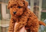 Teddy bear toy PUDLE – malene, prelepe