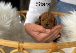 Teddy bear toy PUDLE – malene, prelepe