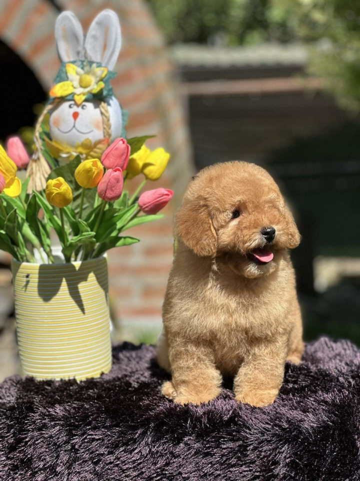 Aprikot toy PUDLA stene, sa svom dokumentacijom