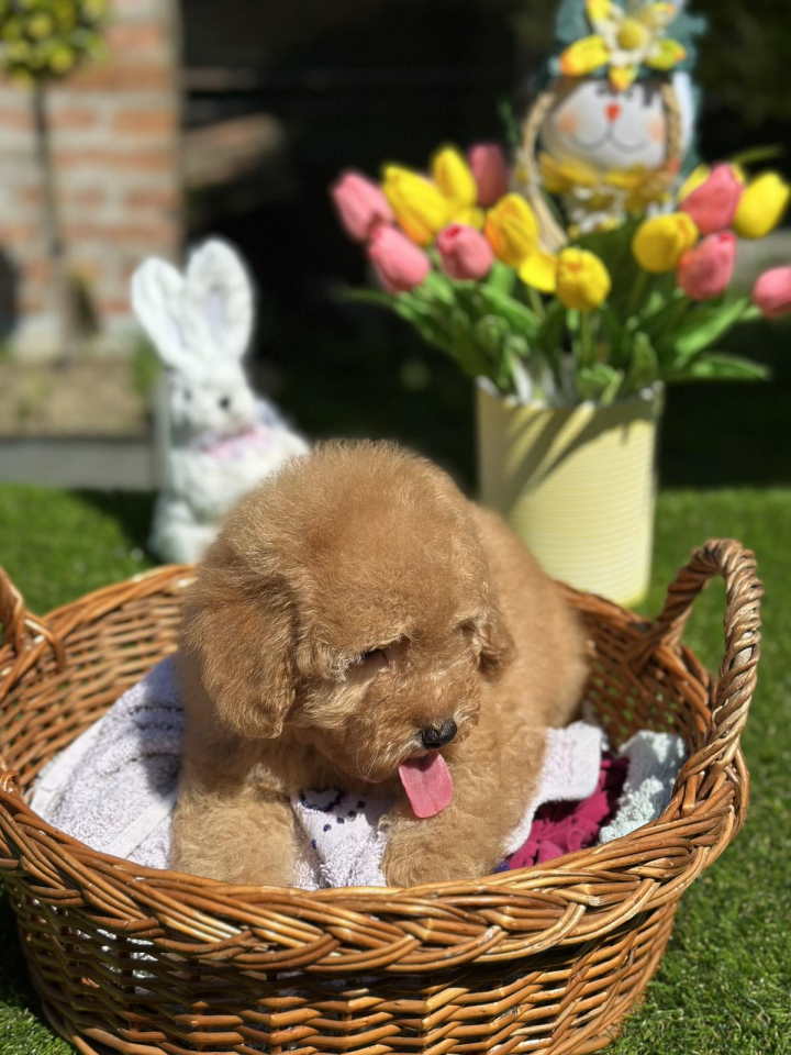Aprikot toy PUDLA stene, sa svom dokumentacijom