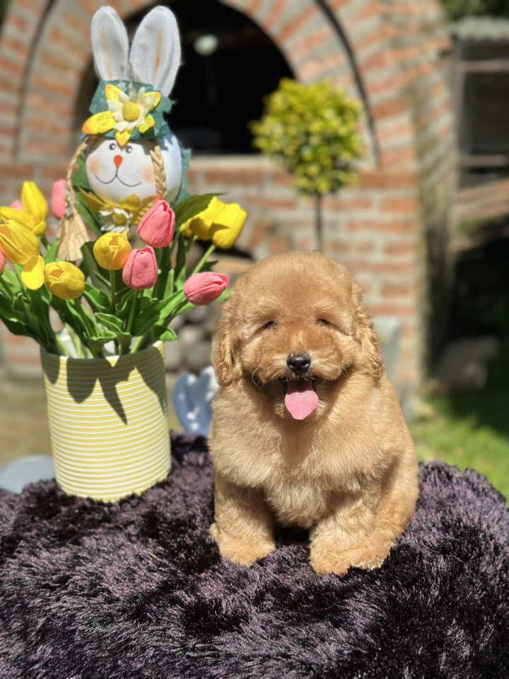 Aprikot toy PUDLA stene, sa svom dokumentacijom