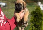 Cane Corso Kane Korso TOP KVALITET