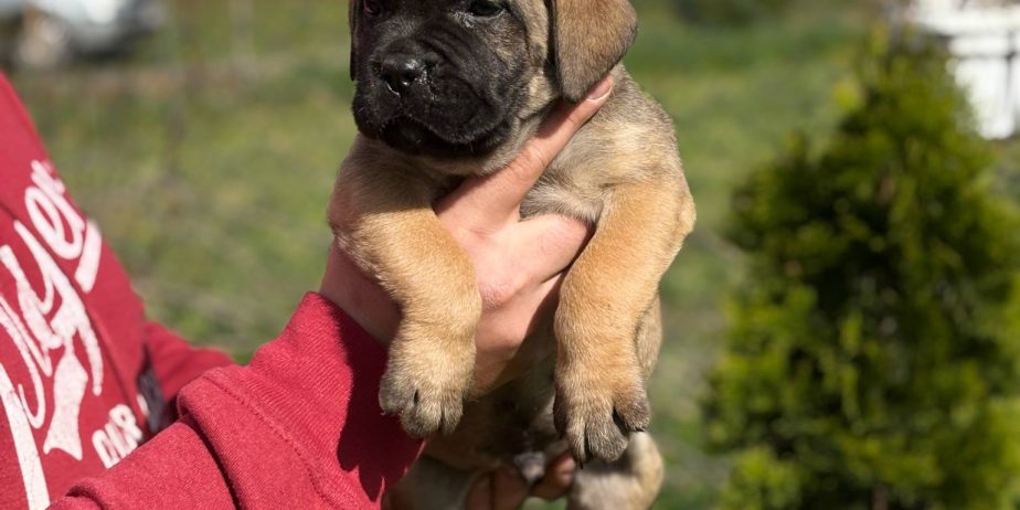 Cane Corso Kane Korso TOP KVALITET