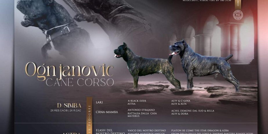 Cane Corso Kane Korso TOP KVALITET