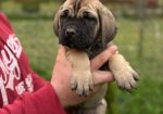 Cane Corso Kane Korso TOP KVALITET