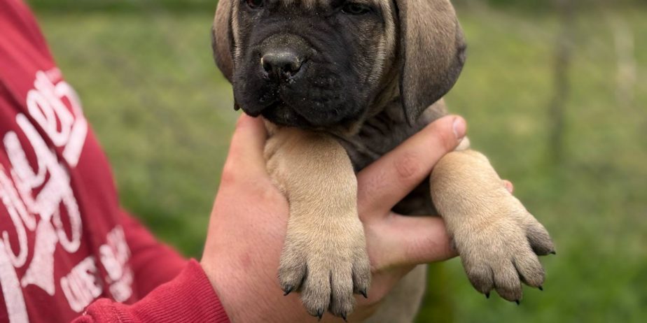 Cane Corso Kane Korso TOP KVALITET