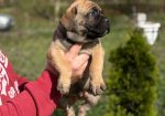 Cane Corso Kane Korso TOP KVALITET