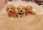 Mini Maltipoo PRELEPI štenci