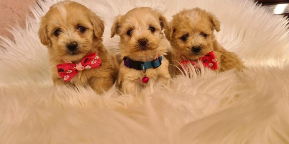 Mini Maltipoo PRELEPI štenci