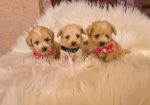 Mini Maltipoo PRELEPI štenci