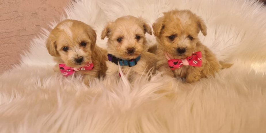 Mini Maltipoo PRELEPI štenci
