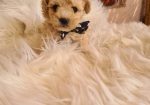 Mini Maltipoo PRELEPI štenci