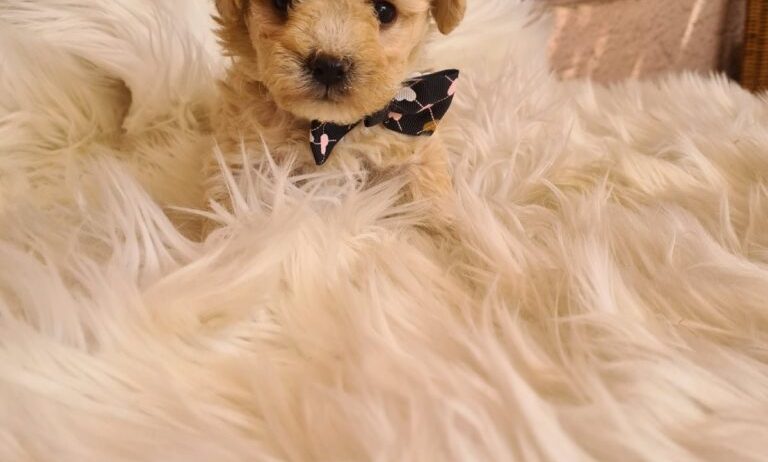 Mini Maltipoo PRELEPI štenci