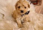 Mini Maltipoo PRELEPI štenci