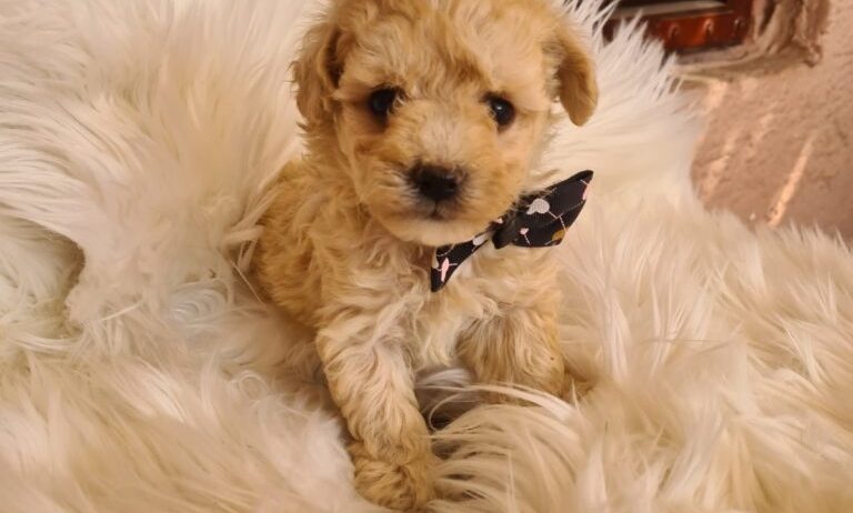 Mini Maltipoo PRELEPI štenci