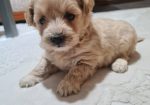 Mini Maltipoo PRELEPI štenci