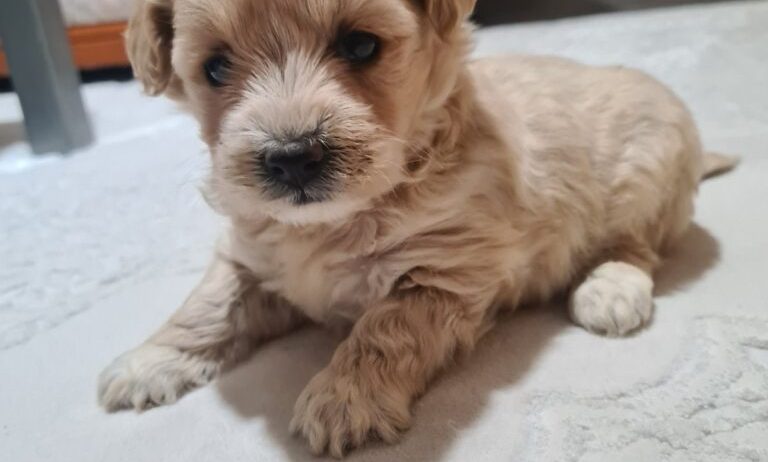 Mini Maltipoo PRELEPI štenci