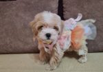 Mini Maltipoo PRELEPI štenci