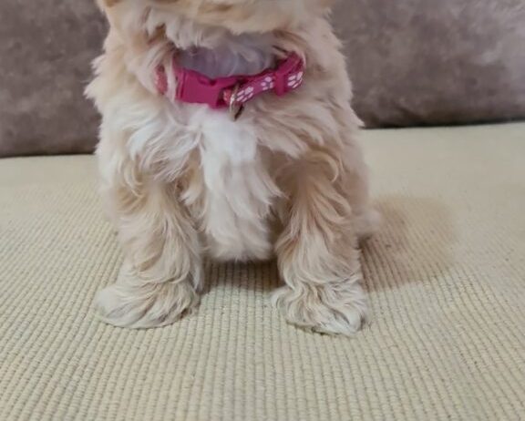 Mini Maltipoo PRELEPI štenci