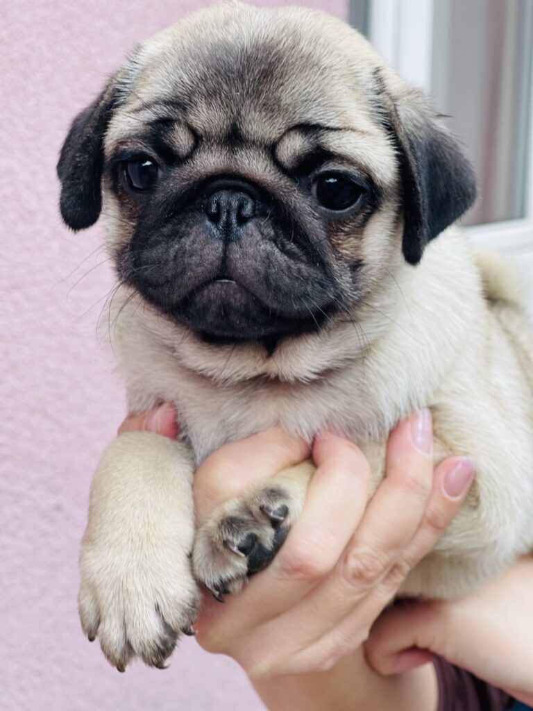 Mops žensko štene na prodaju