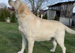Prelepi, čistokrvni štenci labradora