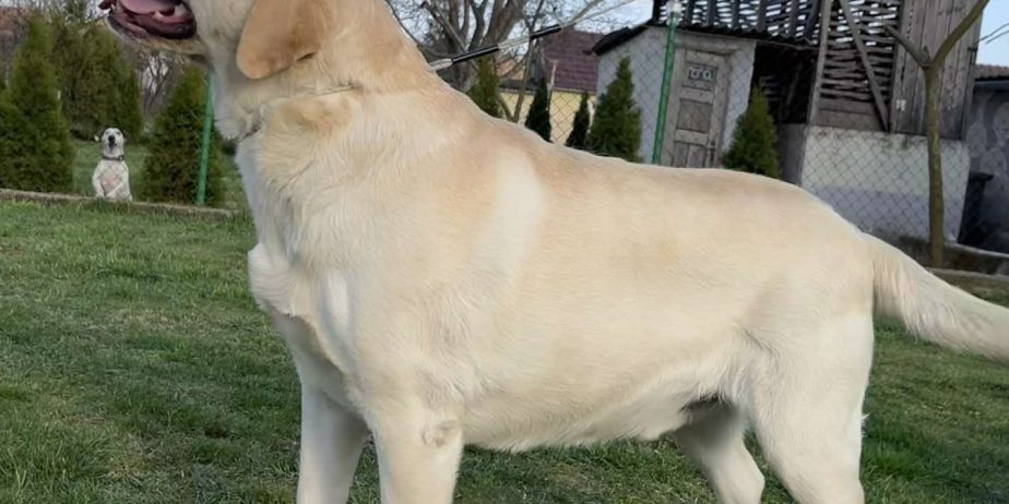 Prelepi, čistokrvni štenci labradora