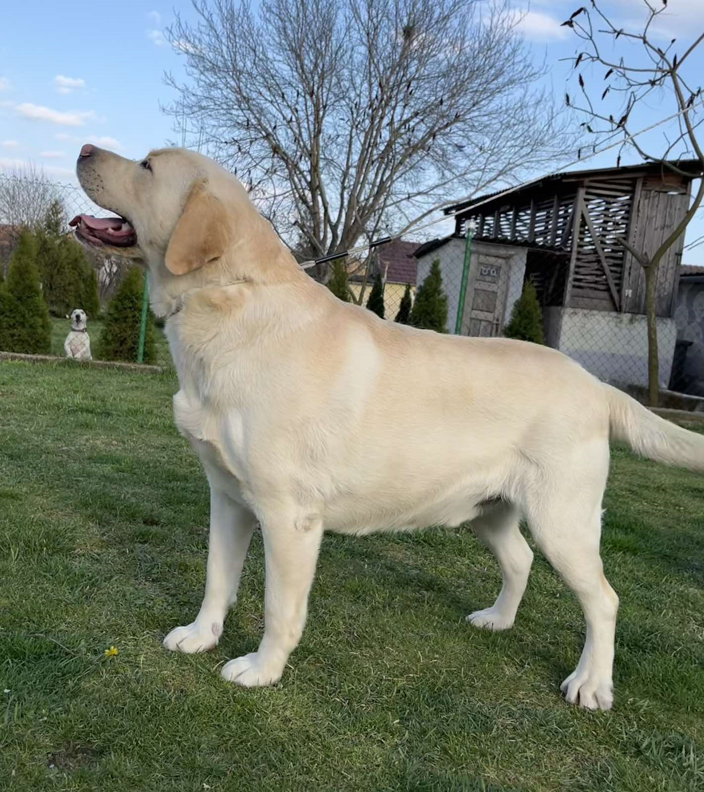 Prelepi, čistokrvni štenci labradora