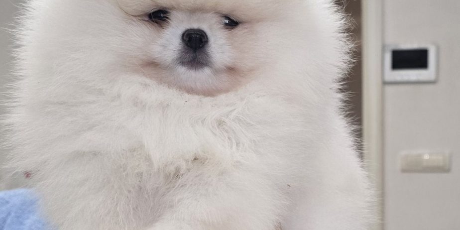 Pomeranac prelepi štenci