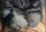Pomeranac prelepi štenci
