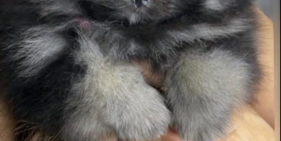Pomeranac prelepi štenci