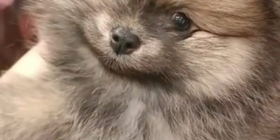 Pomeranac prelepi štenci