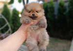 Pomeranac Top zenka