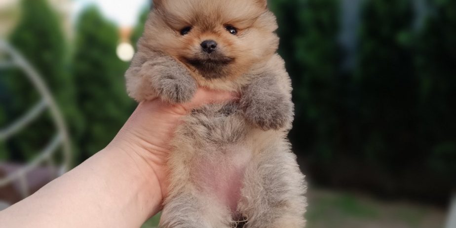 Pomeranac Top zenka