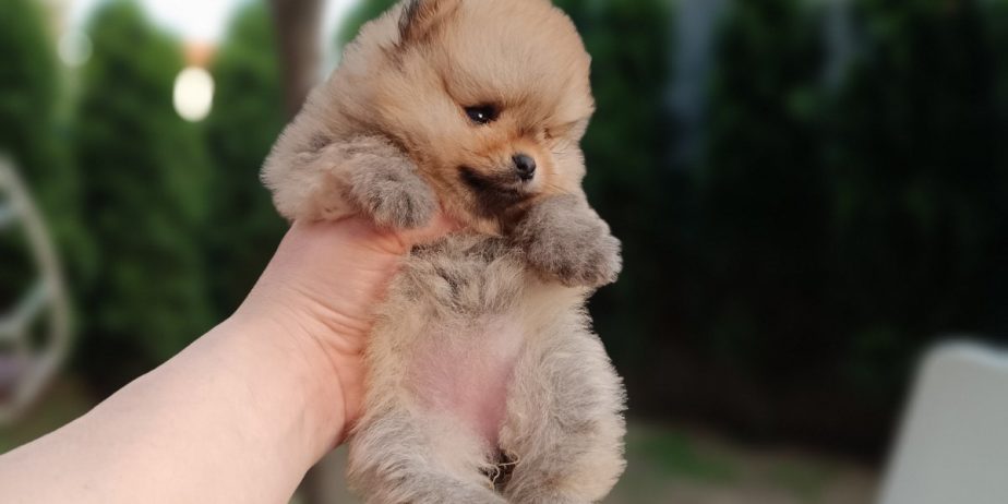 Pomeranac Top zenka