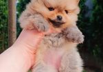 Pomeranac Top zenka