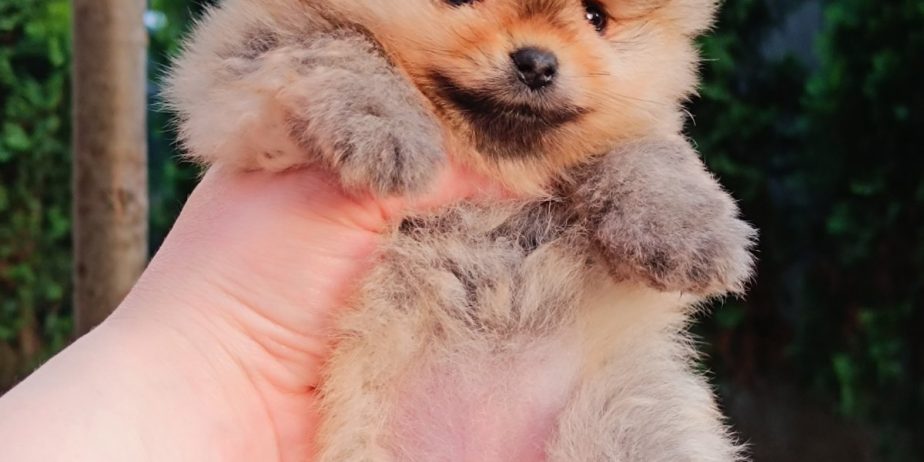 Pomeranac Top zenka