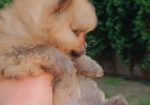 Pomeranac Top zenka
