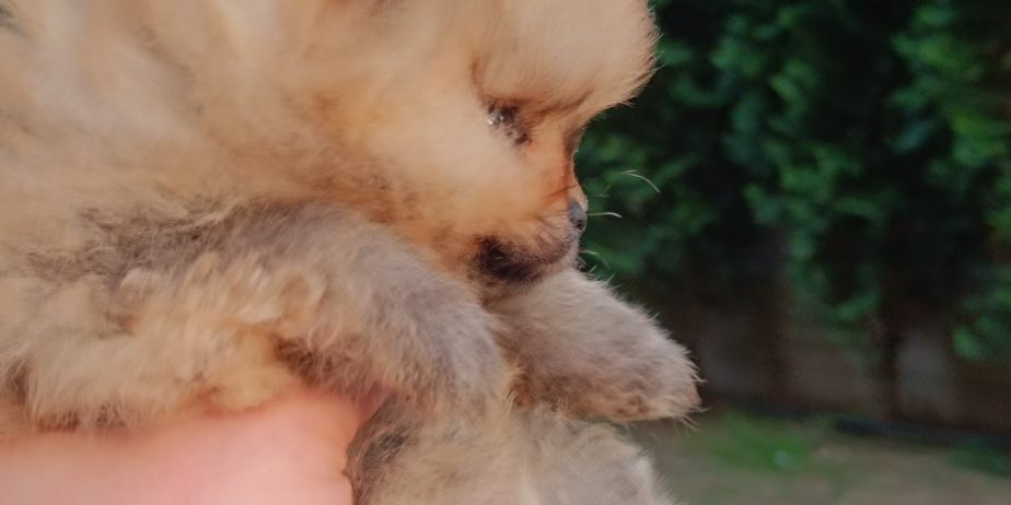 Pomeranac Top zenka